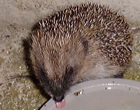 image from 'Hedgehog Homepage'