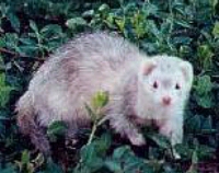 image from 'New Ferret City'